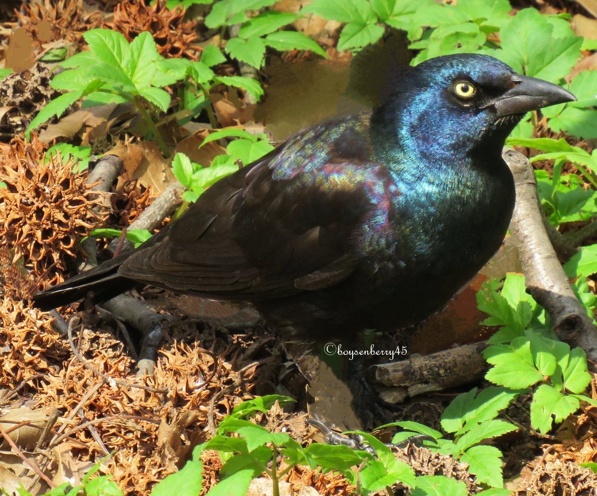 boysenberry45 tweet media