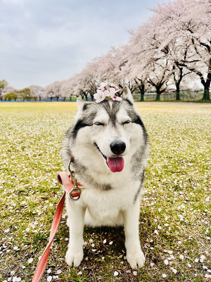ノンノ🌼シベリアンハスキー tweet media