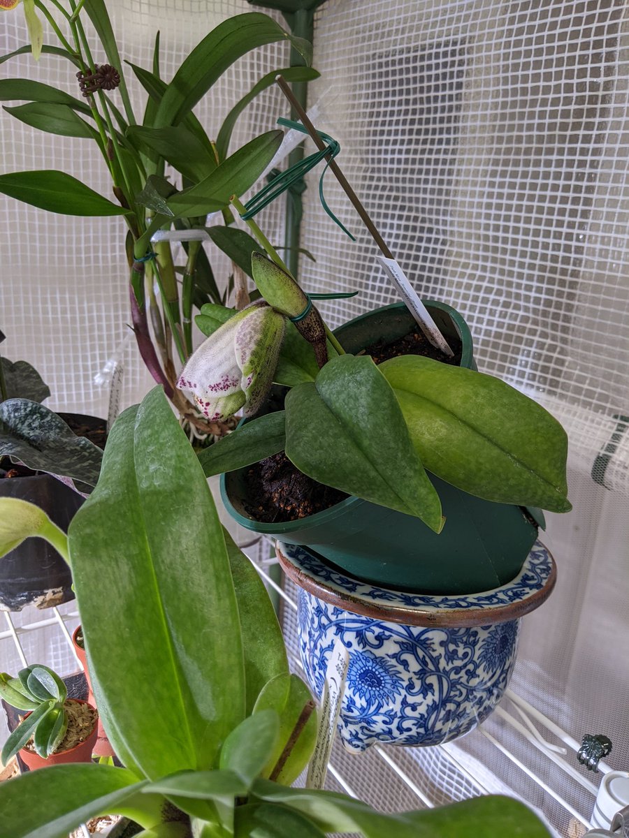 ジャガー tweet media