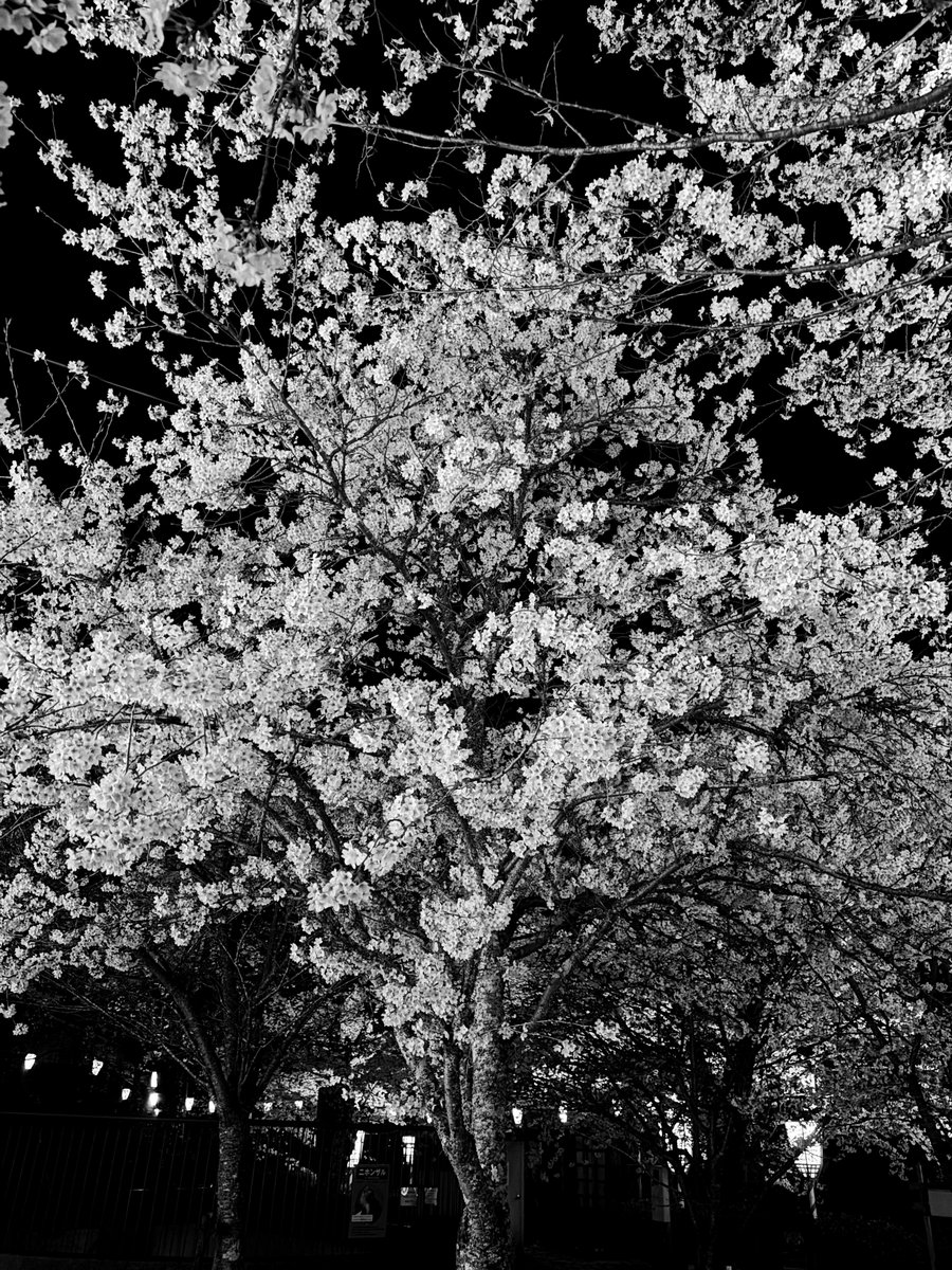 アダチケイジ tweet media