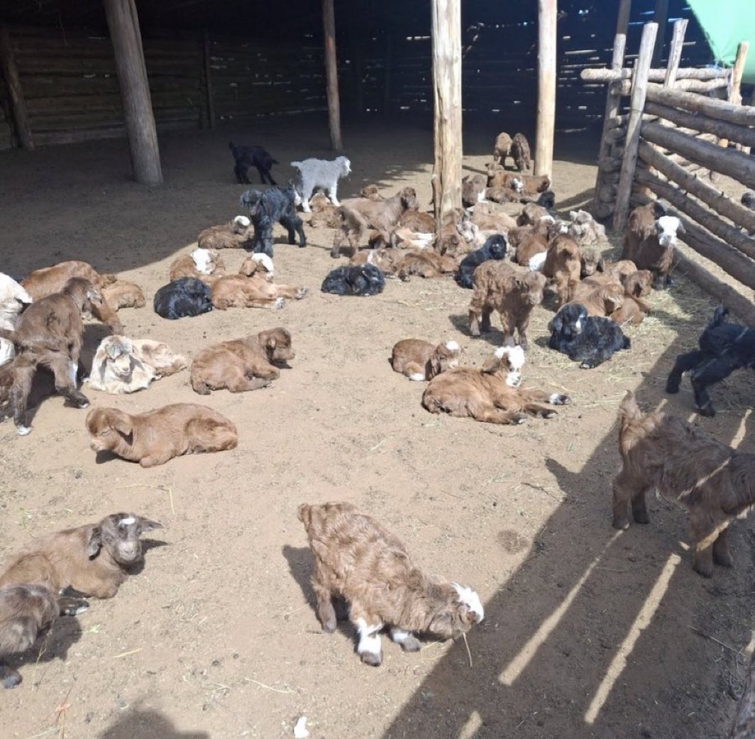 Төгсөө Төгс tweet media