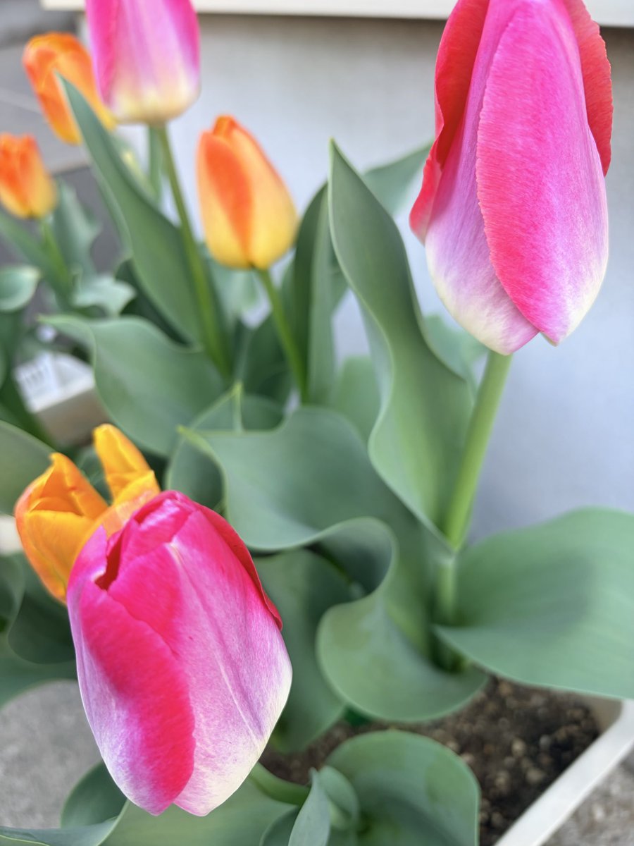 なつ☀️ tweet media