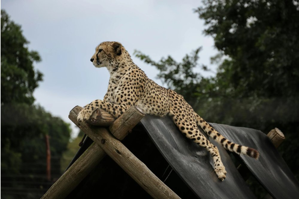 股侠契丹 tweet media