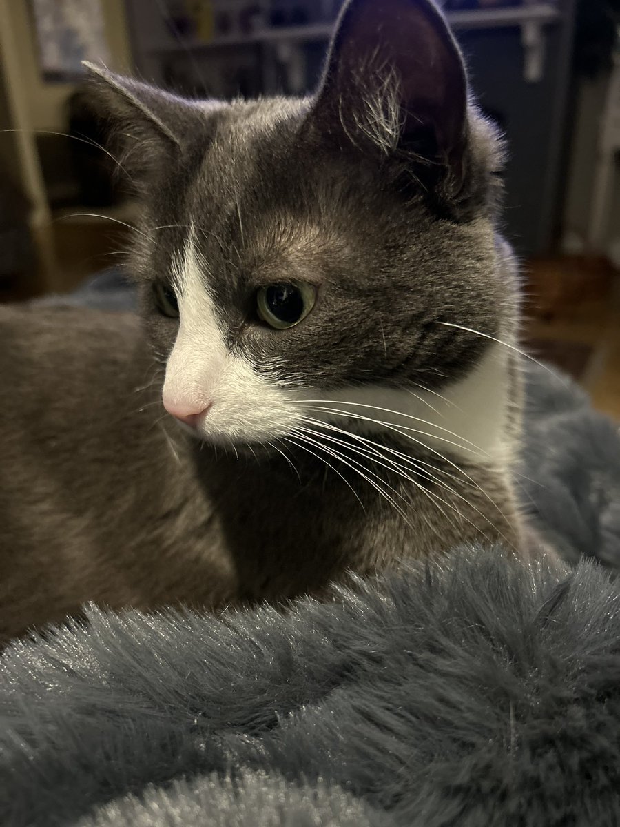 EvaQ2024's tweet photo. @Sassafrass_84 Lucy Q Opal-Eye Little Spoon (cute little tabby); Sweet Pea (gray tuxedo). Cutest and loviest cats! https://t.co/5YU78P99Gl