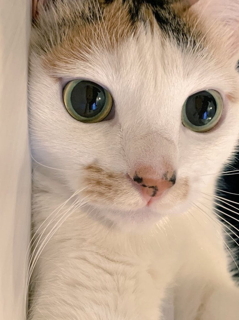 shiro@焼肉たべさせて下さい。 tweet media