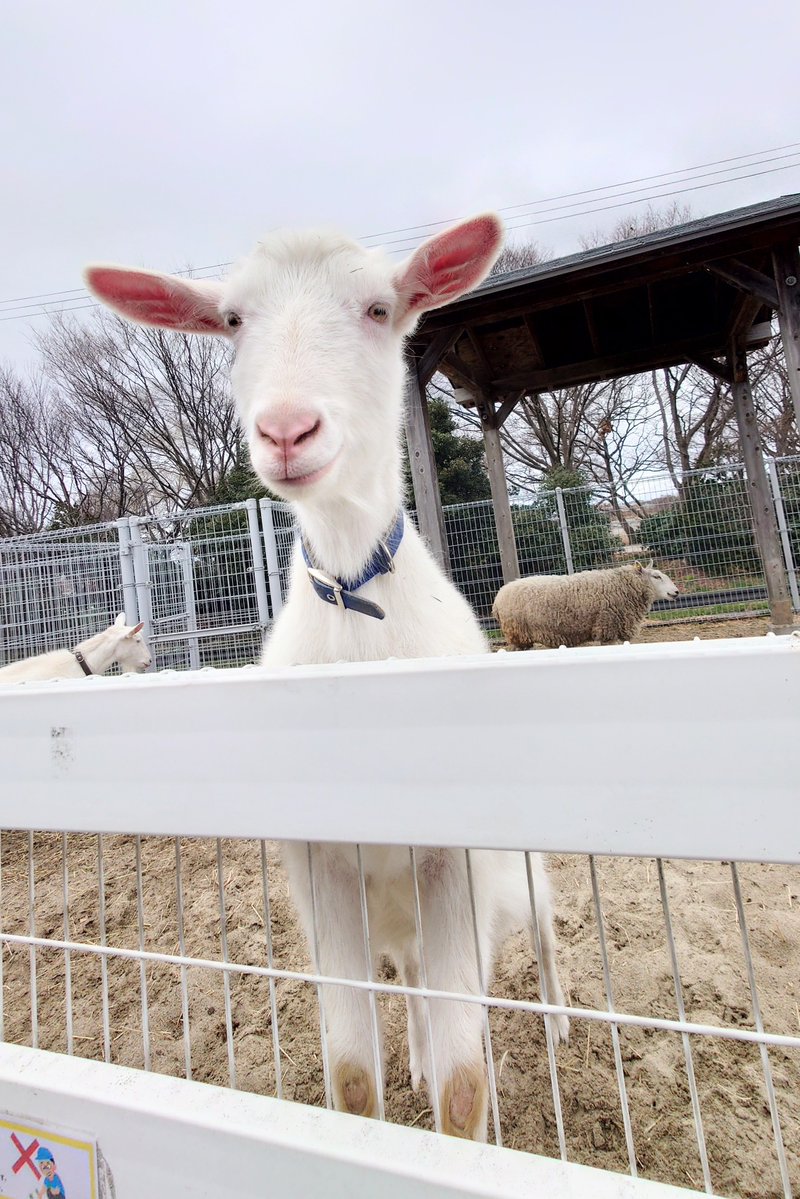 いするぎ tweet media