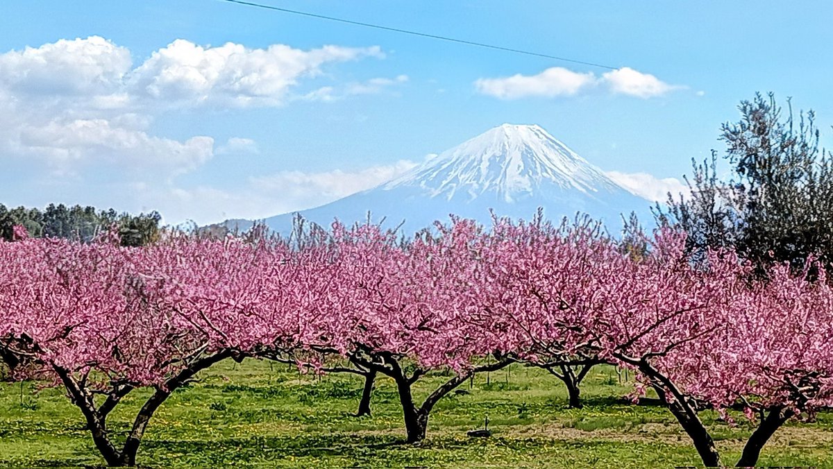 翼……✈ tweet media