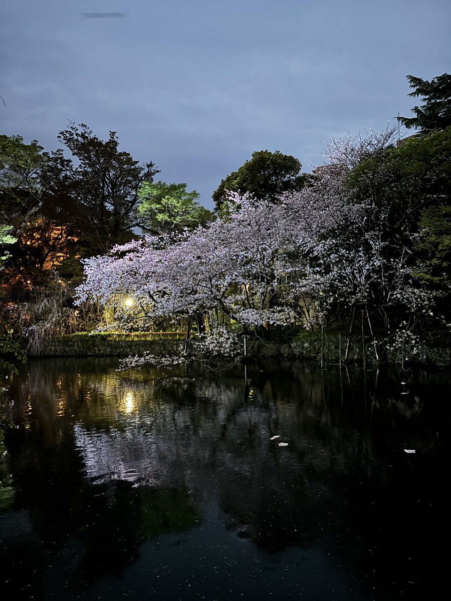jordan2345232's tweet photo. 今朝の桜
＃桜 ＃三嶋大社 https://t.co/Pbn3syigec
