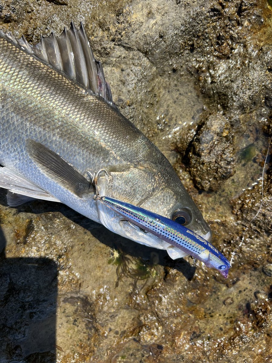 西村颯真【トウマ】 tweet media