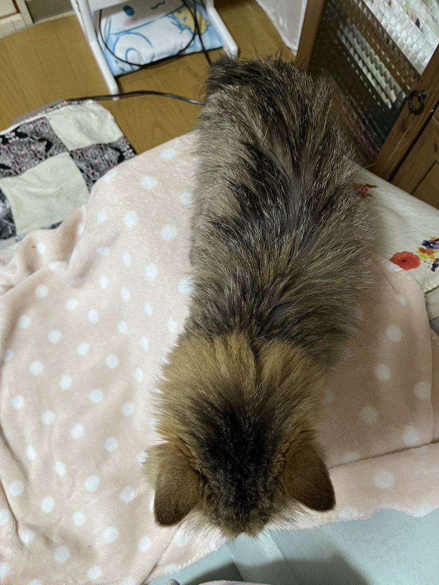 ジュンコ tweet media