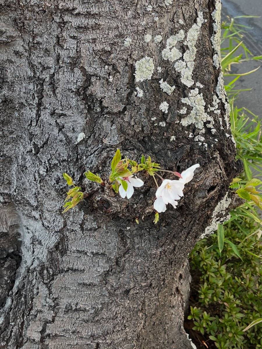 ジュンコ tweet media