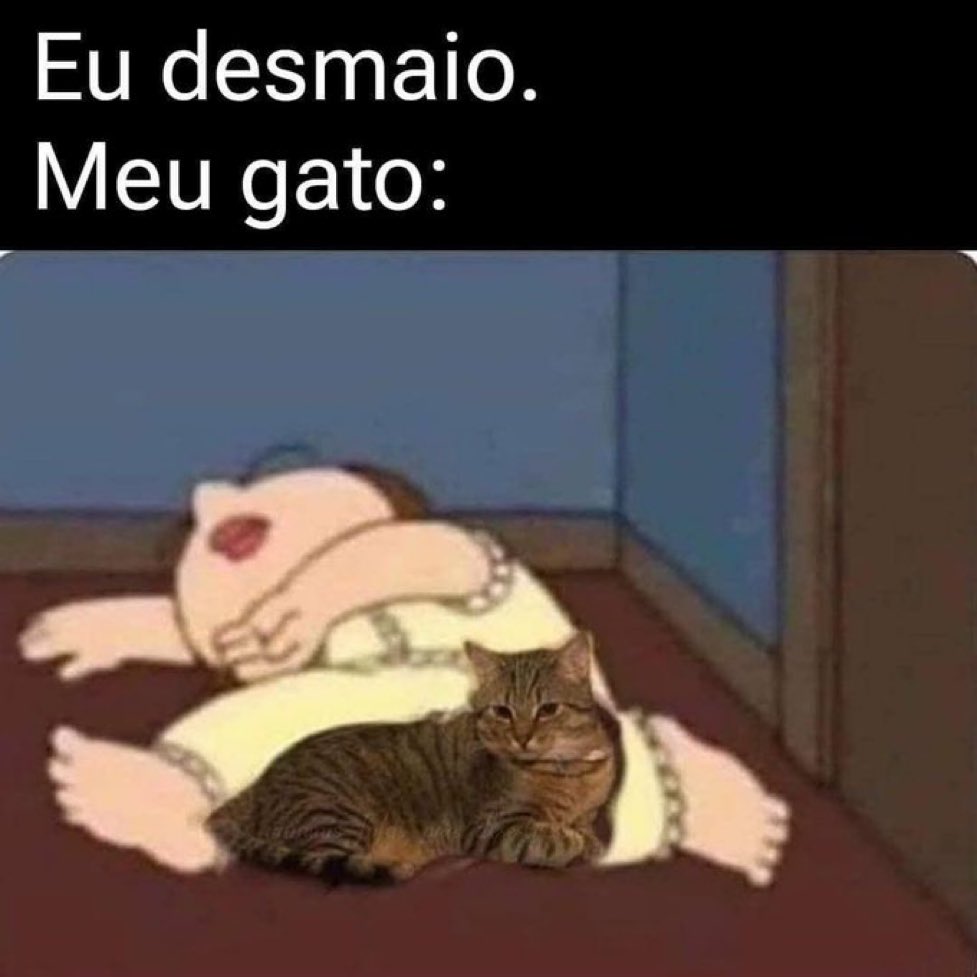 gatos fazendo gatices tweet media