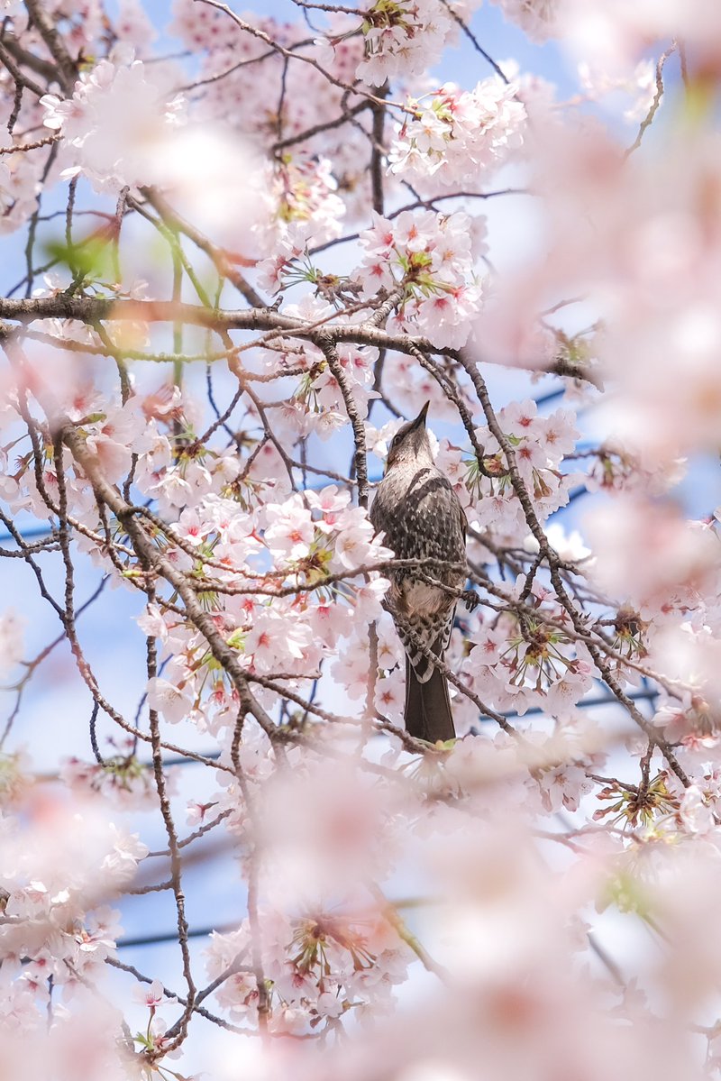 🍀5leafcloverC🍀 tweet media