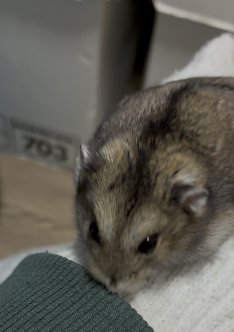 たでまる tweet media