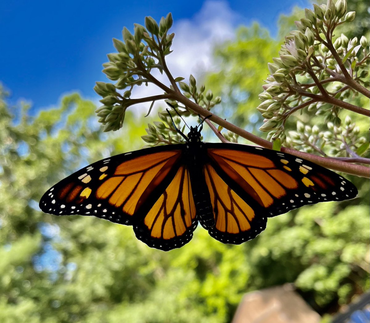 sjm8, PA-C tweet media