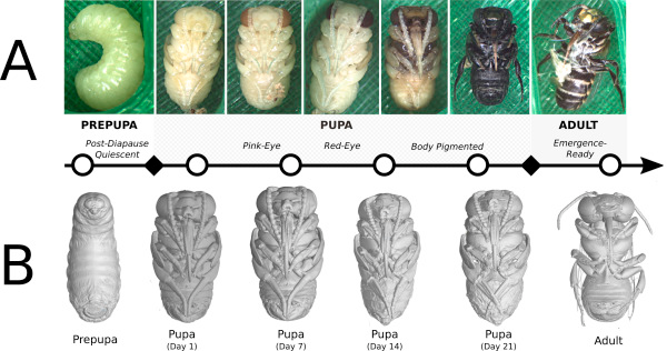 SKULLHORNETS's tweet photo. if i could describe a human equivalent, imagine your entire flesh and bone dissolve in a cocoon, your organs are still functional and alive, suspended in a huge extracellular matrix, then your organs warp and change in shape and size, and youre reborn as a harpy or something https://t.co/FwhbB6qQHz