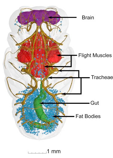 if i could describe a human equivalent, imagine your entire flesh and bone dissolve in a cocoon, your organs are still functional and alive, suspended in a huge extracellular matrix, then your organs warp and change in shape and size, and youre reborn as a harpy or something