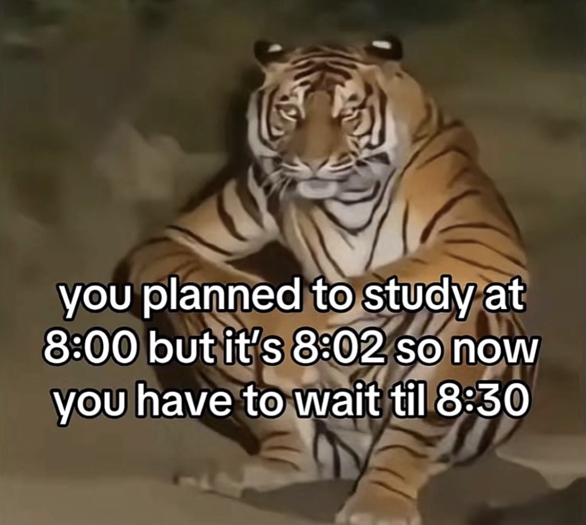 LiterallyMeCats tweet media
