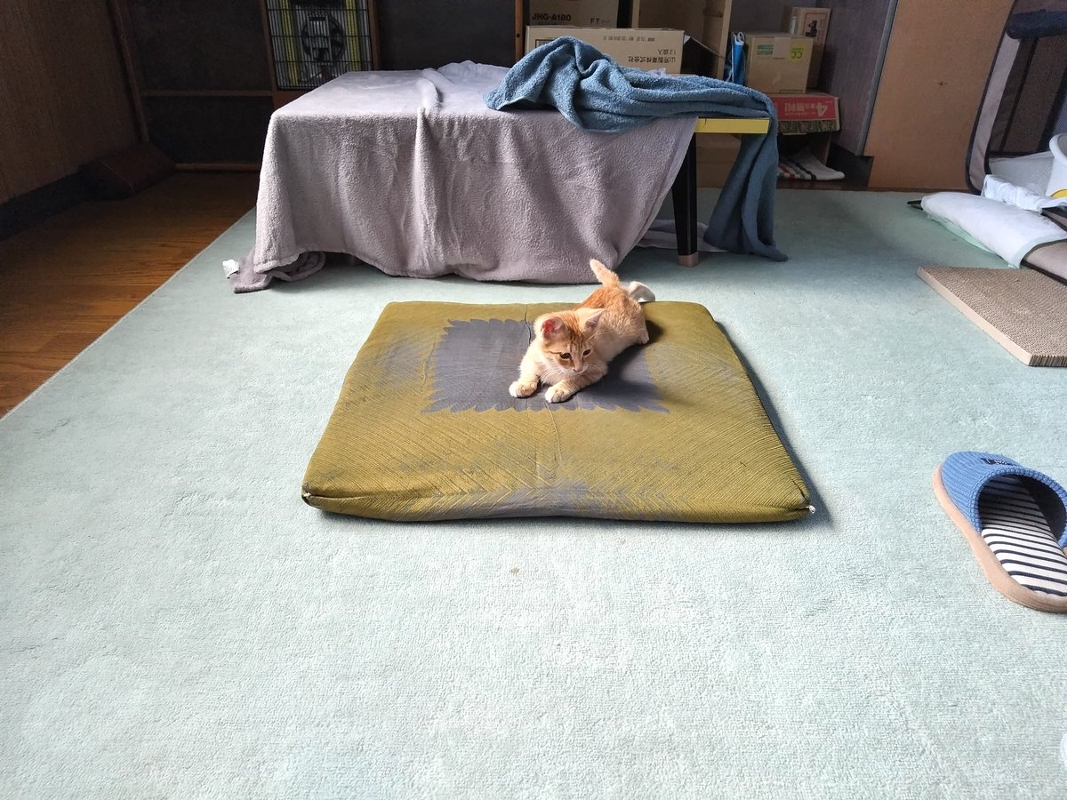 samuraidrive tweet media