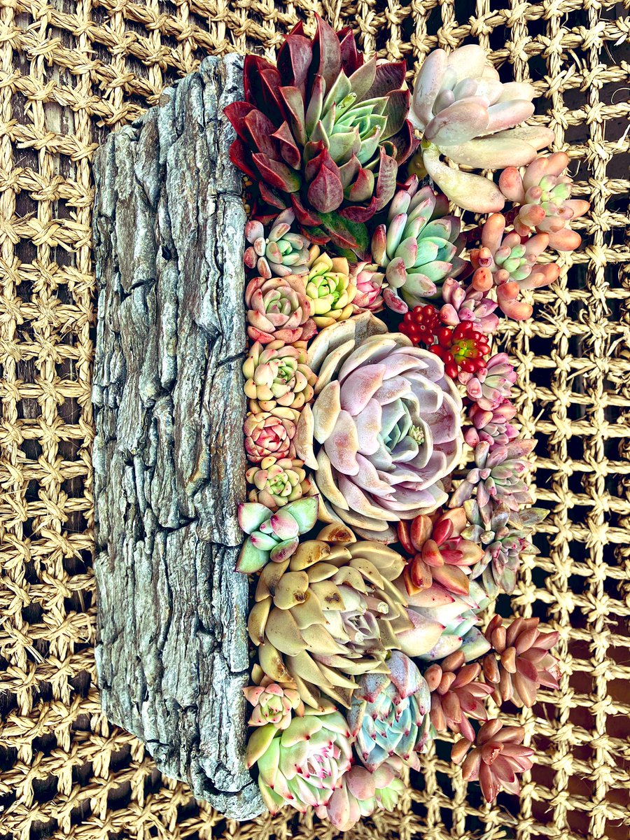 Sun- Flower❖Sol Flor tweet media