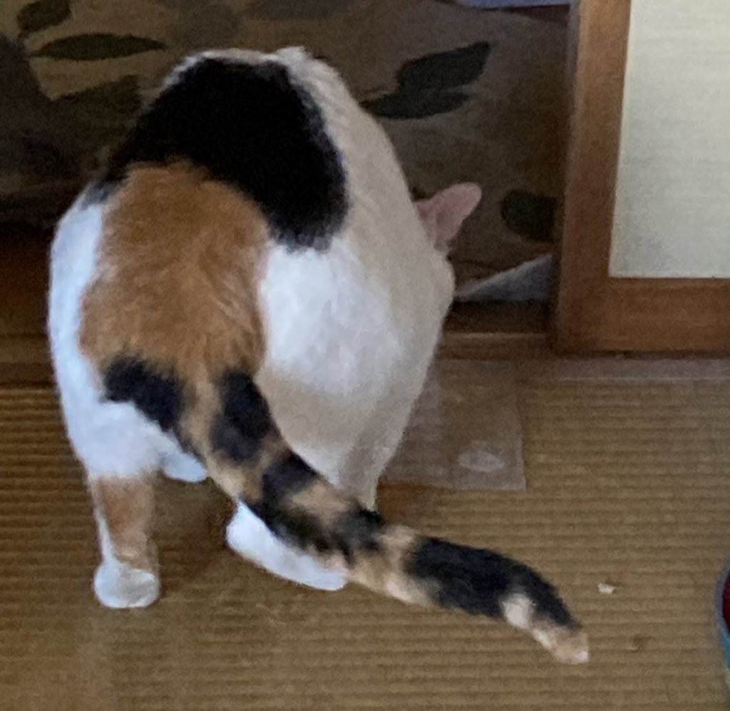 ♡LINO♡（母管理） tweet media