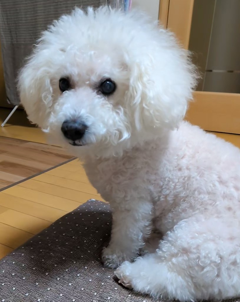 くうパパ tweet media