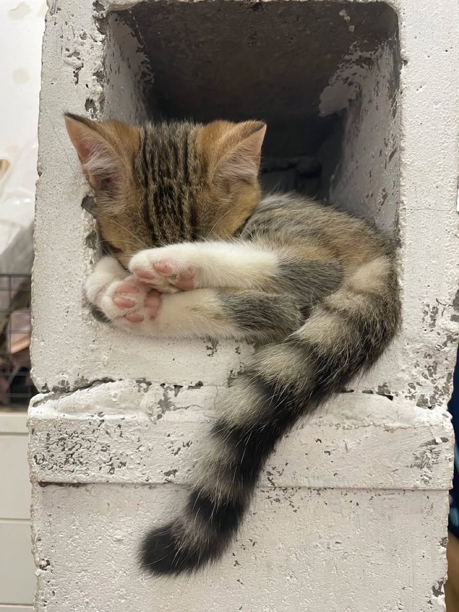 gatos fazendo gatices tweet media