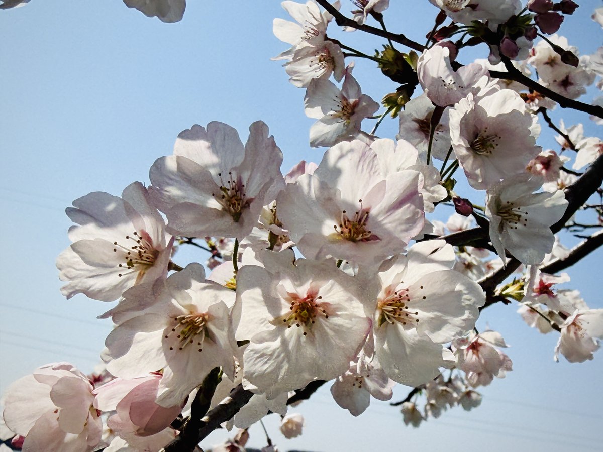 msmCh_108's tweet image. #HelloWorld #foryou