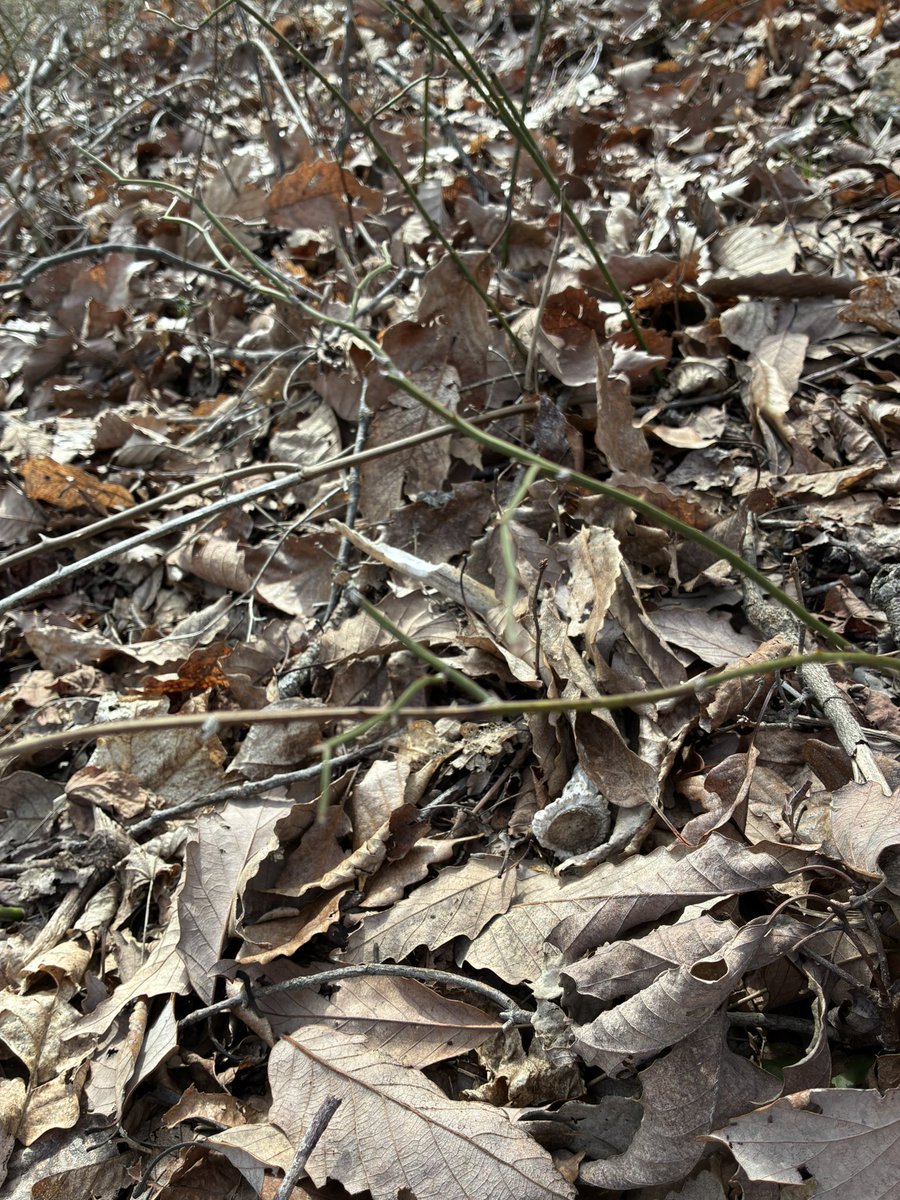 Dwayne Mathews tweet media