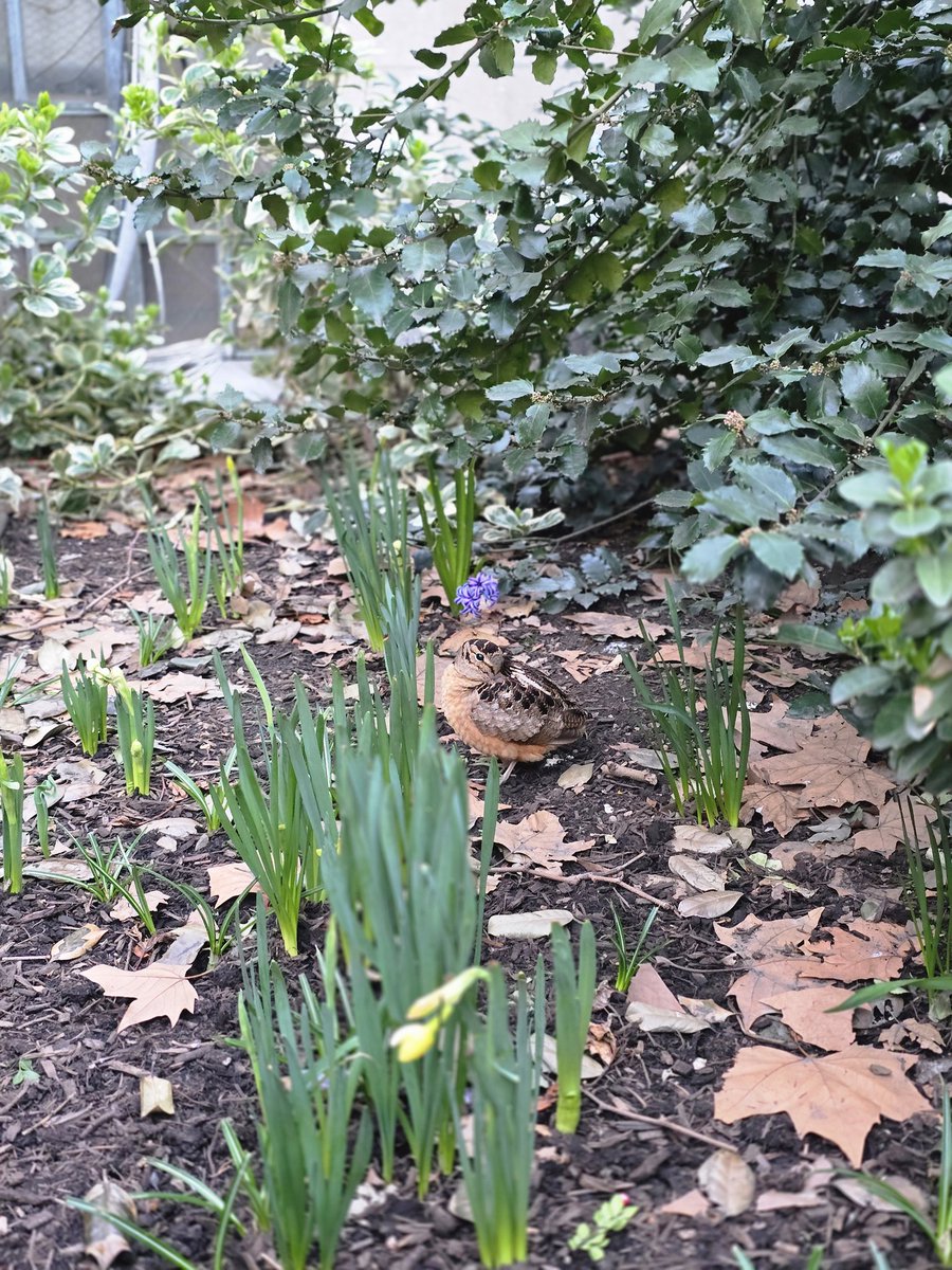 the human sadiepede 2 tweet media