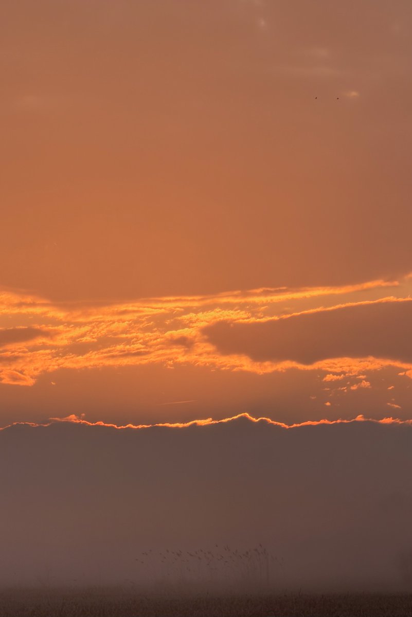 Danielle Bellemare tweet media