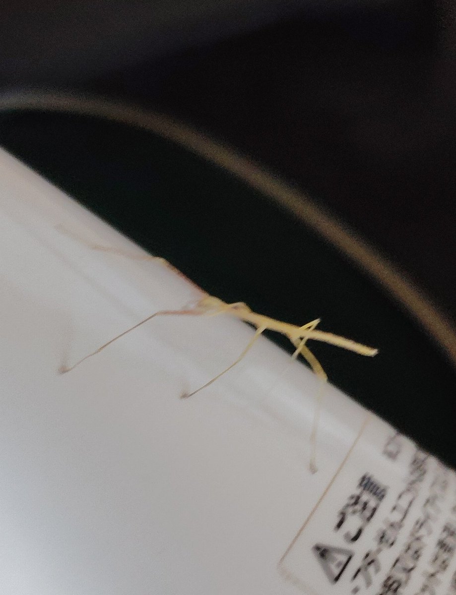 蝦夷でガンス tweet media