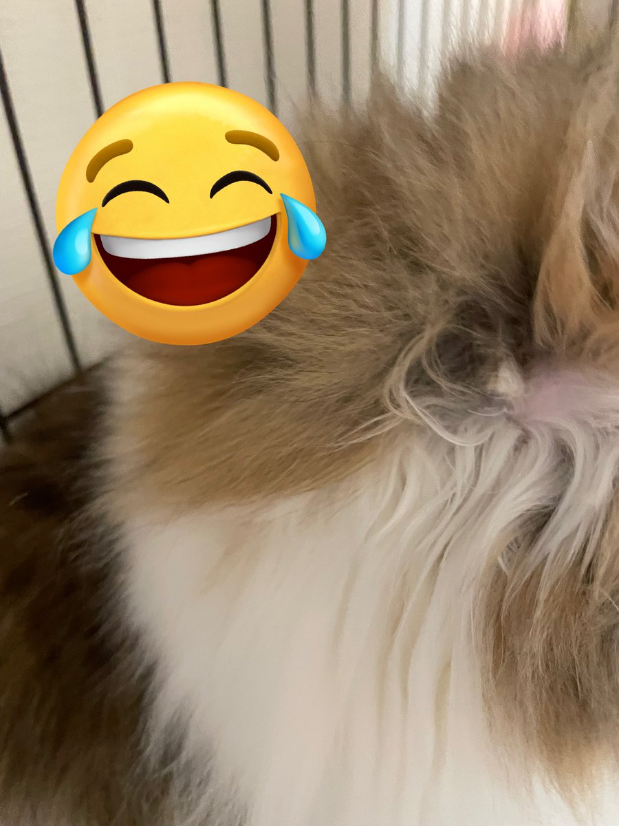 レオฅ^•ω•^ฅ tweet media