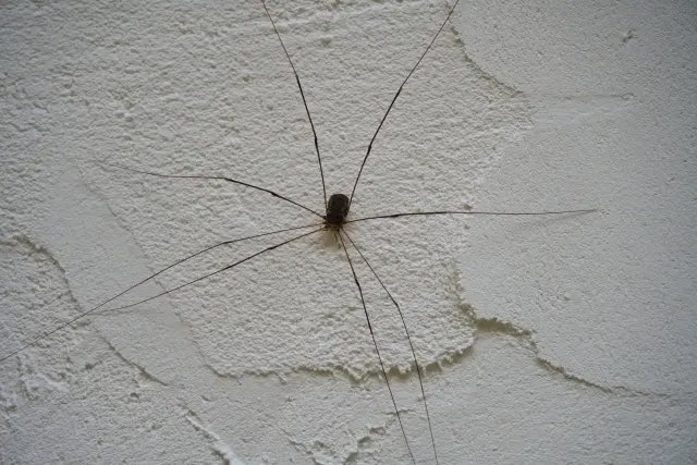 ロヂャー tweet media