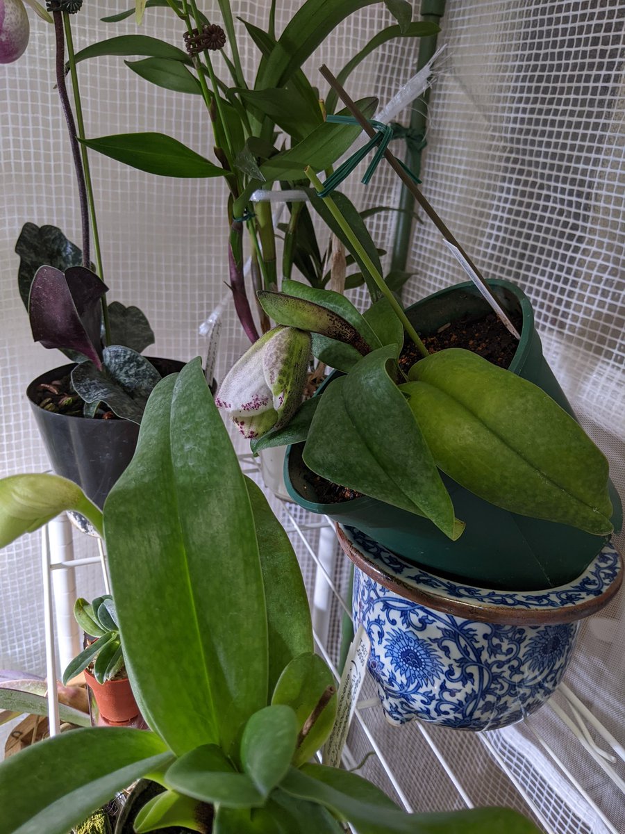 ジャガー tweet media