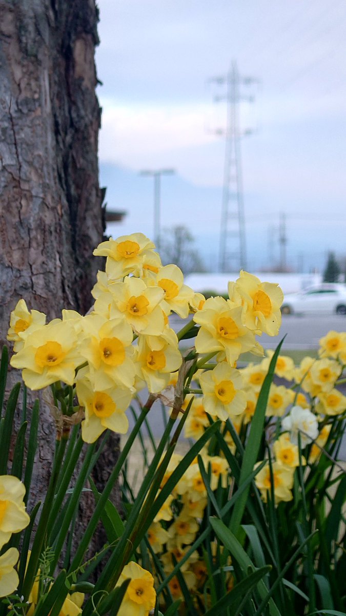 🌸2026 Yamada＠4/19チャレンジ富士五湖100km🗻 tweet media