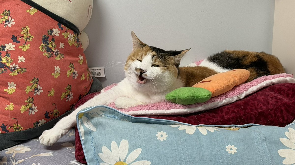 冰比冰水冰 tweet media