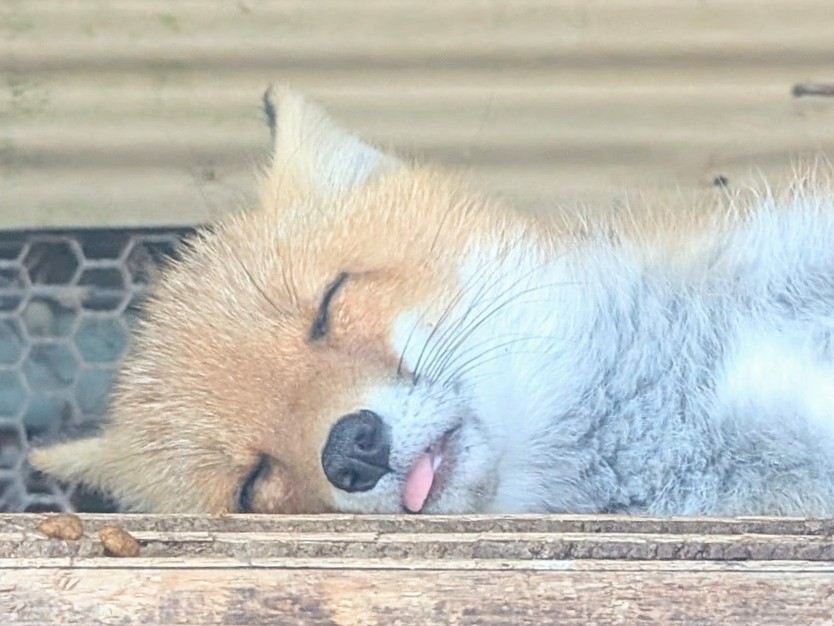 gomakomame tweet media