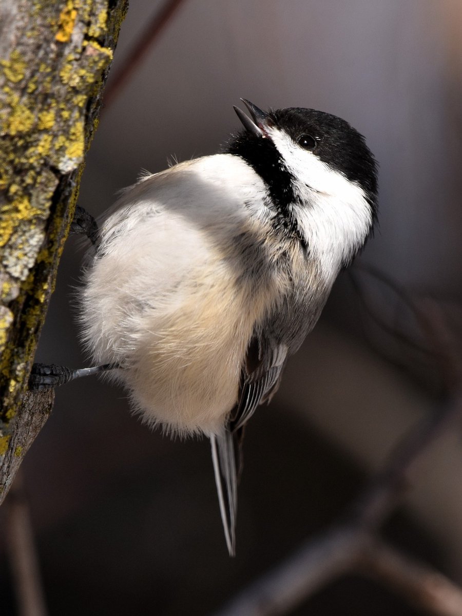 Donald S tweet media