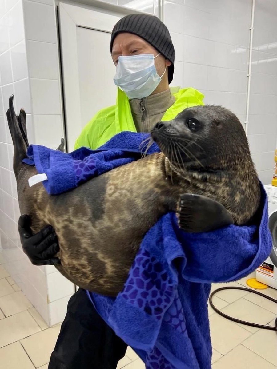 Herbuurna 🦭🇵🇷 tweet media