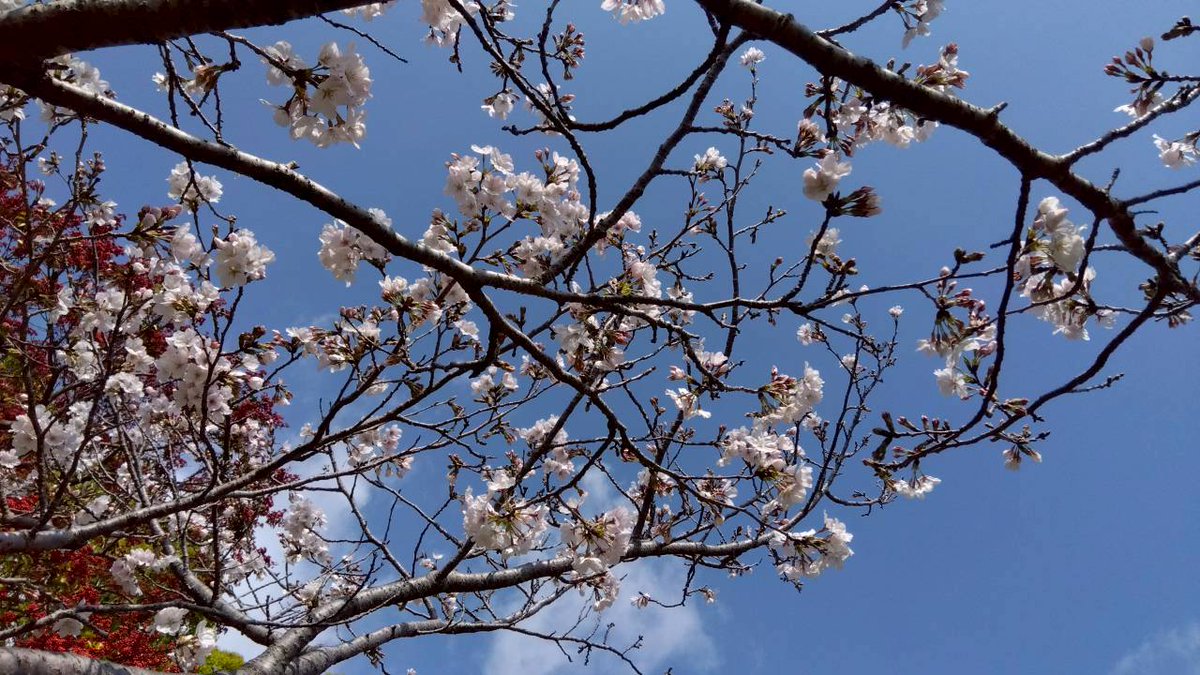 虎玉大介 tweet media