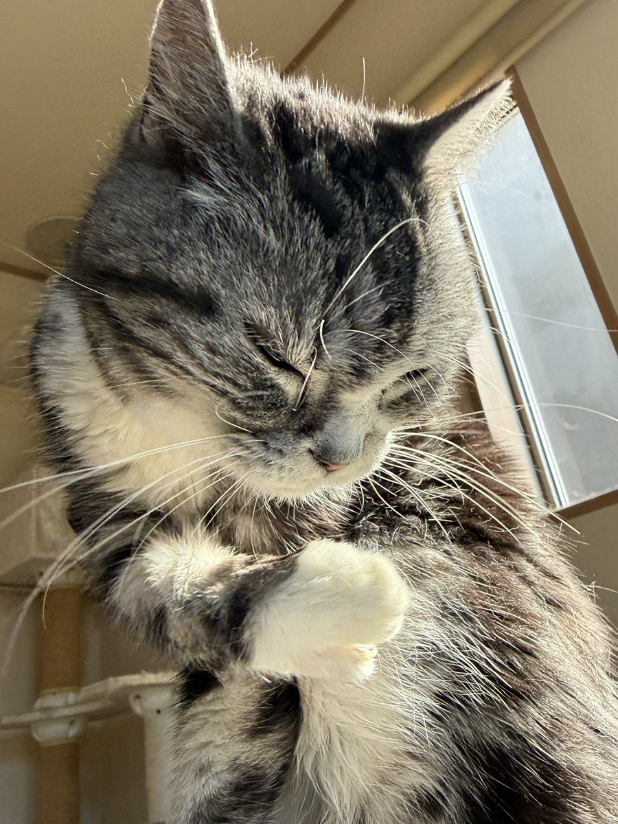 一生のお願い を何度も使える猫