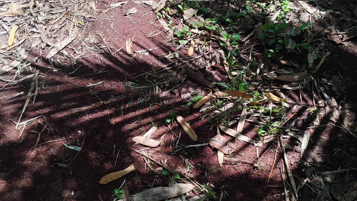 Tydyn Rain St. Clair tweet media