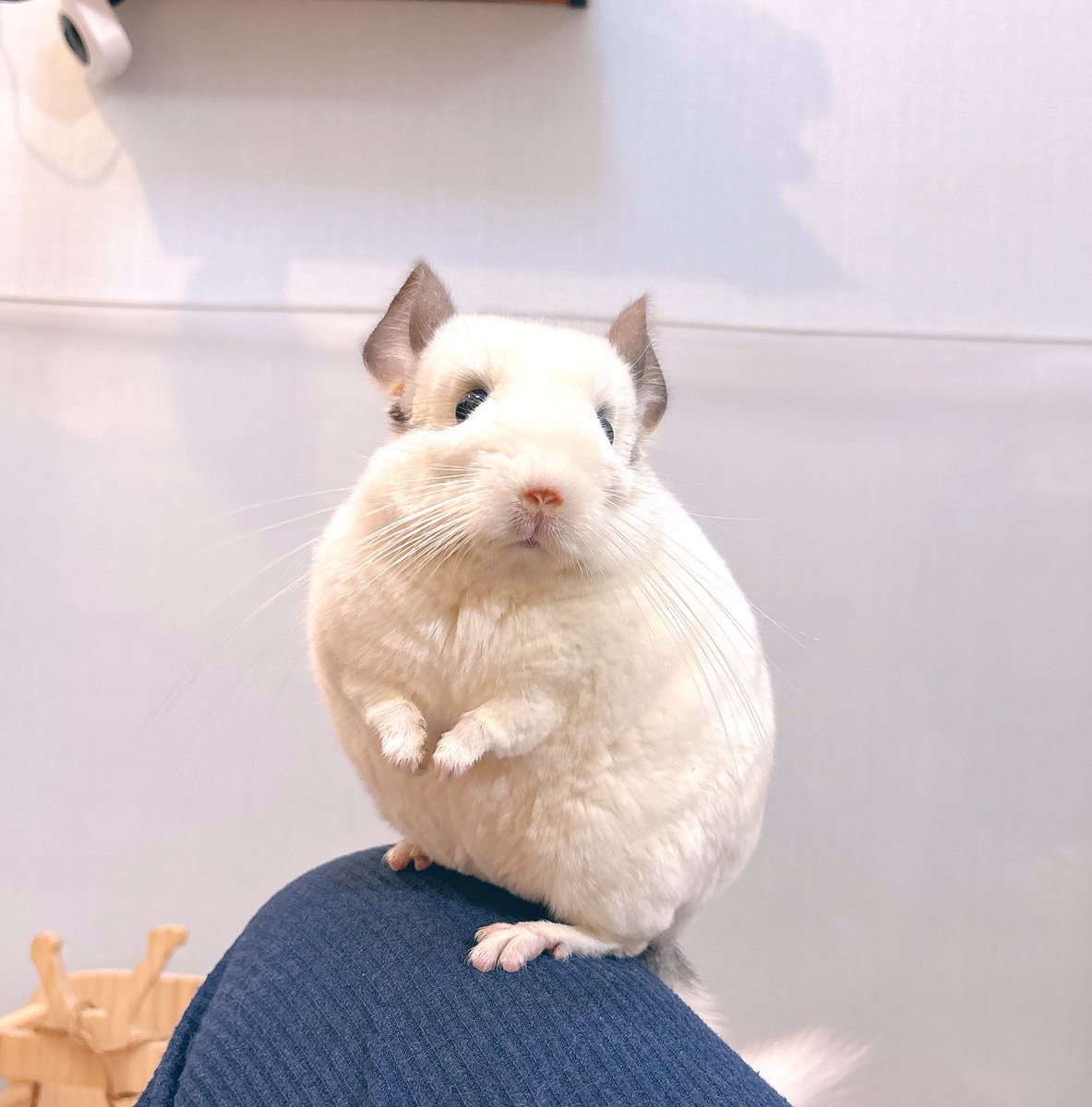 あおの🐭 tweet media