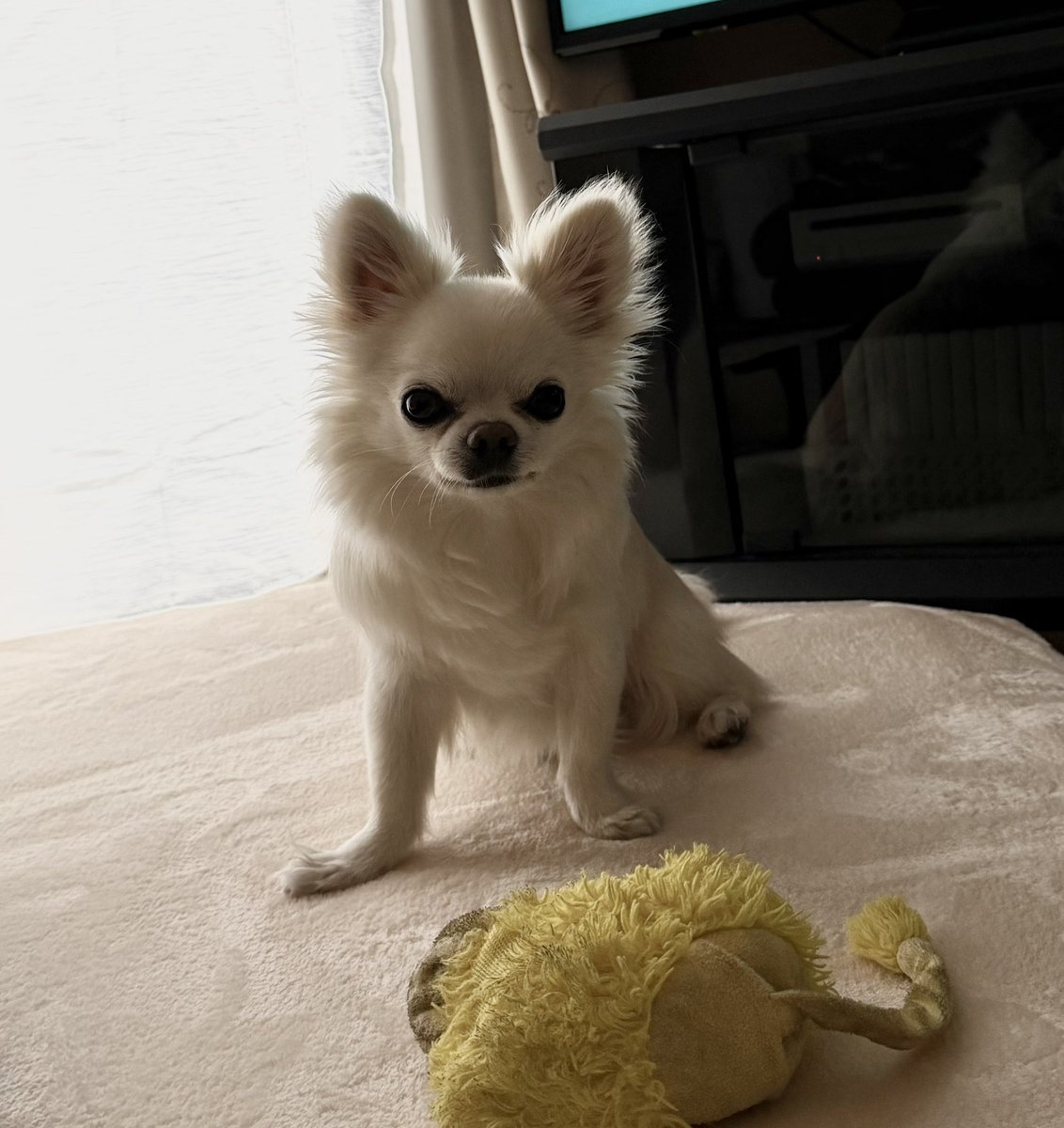MUGIn_newtw's tweet photo. 何かを訴えてたけど…なんだろう🤔
#チワワ
#犬のいる暮らし
#朝活 https://t.co/duLXPtYedw