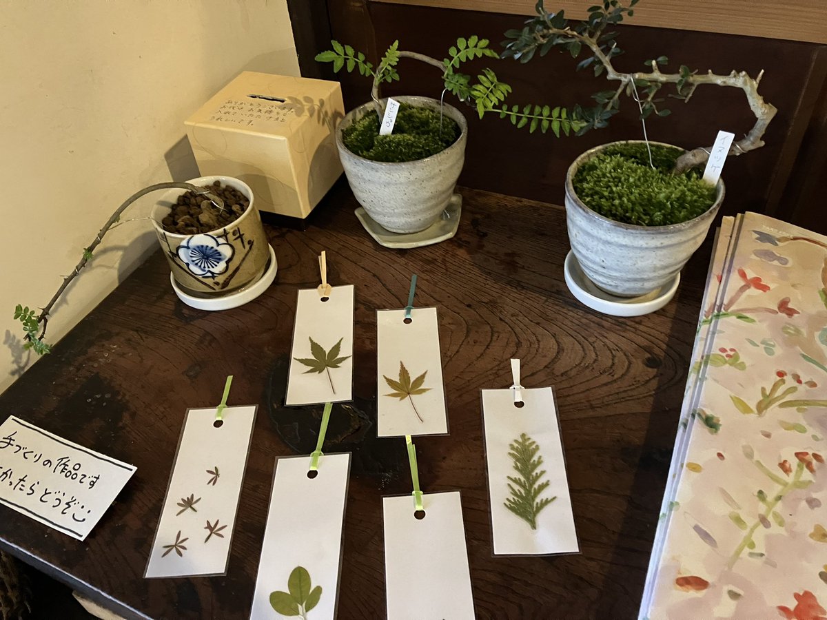 趣味でやっている小品盆栽。

少し増えてきたのでお譲りしています。

よかったら旅の思い出にどうぞ🙆‍♂️

欠けた湯呑みなどを鉢にしてるので、そこだけご了承ください🙇‍♂️

#盆栽 #山椒 #奥多摩