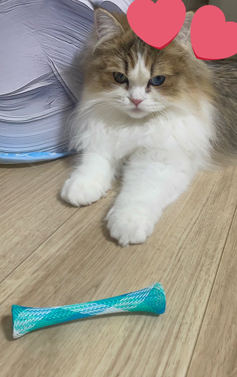 レオฅ^•ω•^ฅ tweet media