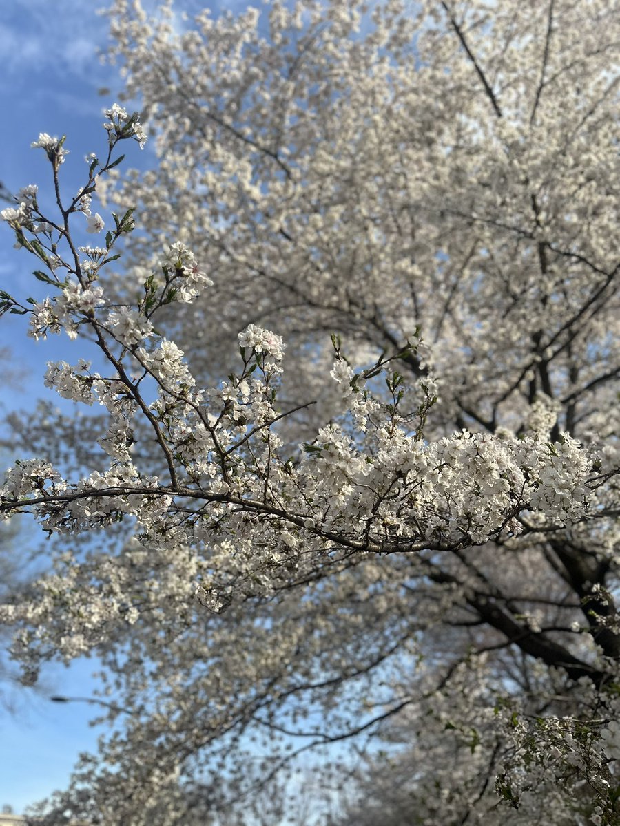 PatyBrady1's tweet photo. This beauty in Central Park 🤍🌸 @CentralParkNYC  #nyc #centralpark #cherryblossom #okame #yoshino #fy #spring #GoodFridayBlessings https://t.co/cLdXouWppH