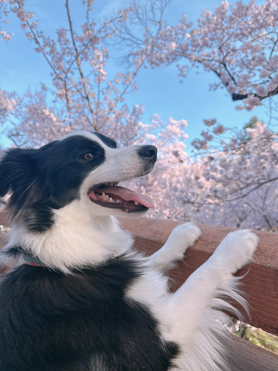 レティ🐼ボーダーコリー tweet media