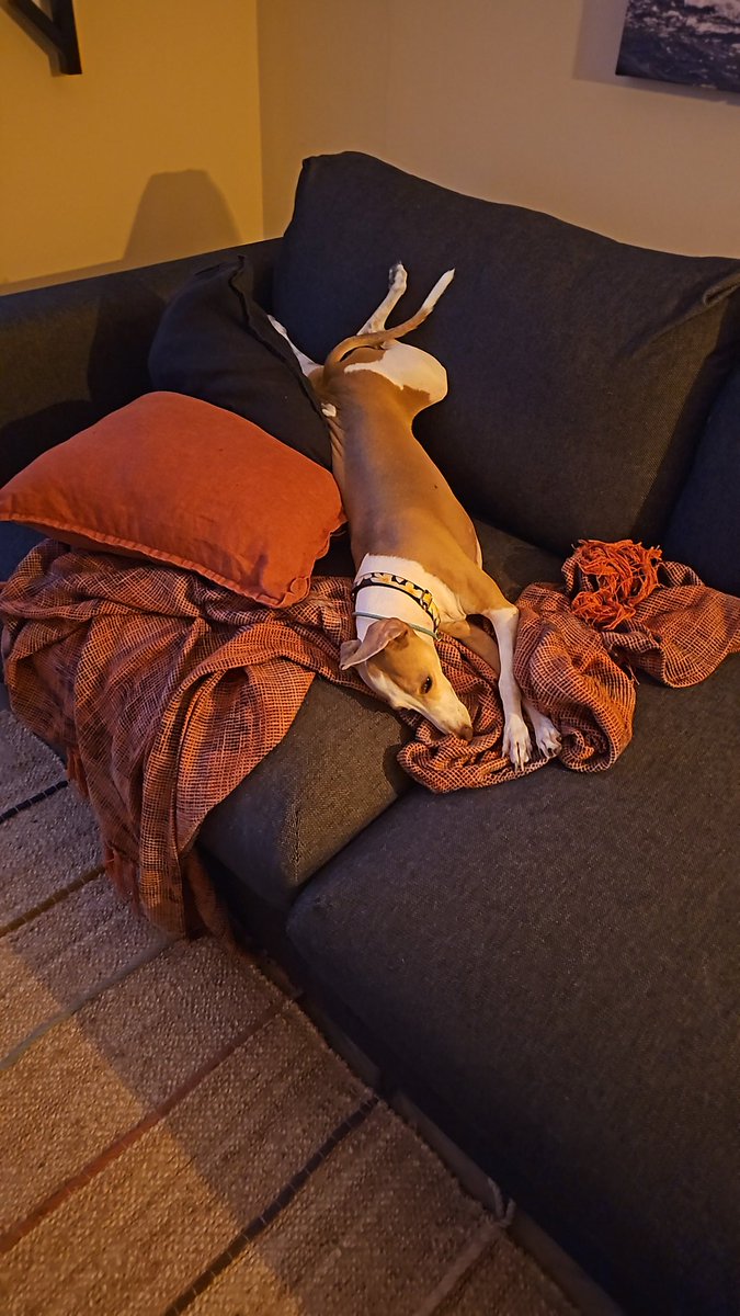 Mario The Iggy tweet media